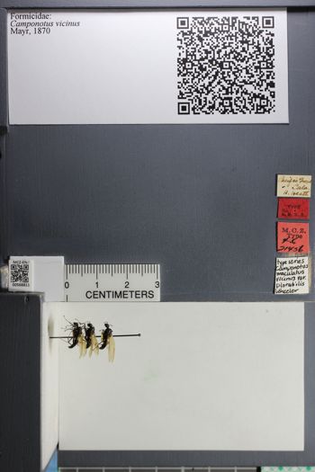 Media type: image;   Entomology 568811